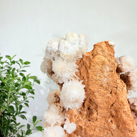 Natural White Crystal Flower Formation · One-of-a-Kind Specimen